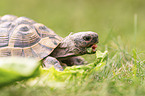 Russian tortoise