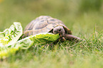 Russian tortoise