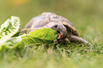 Russian tortoise