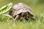 Russian tortoise