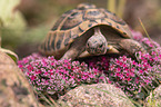 Russian tortoise
