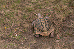 Russian tortoise