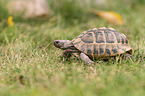 Russian tortoise