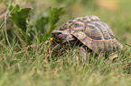 Russian tortoise