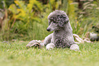 Standard poodle and Russian tortoise