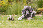 Standard poodle and Russian tortoise