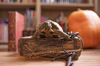 Russian tortoise