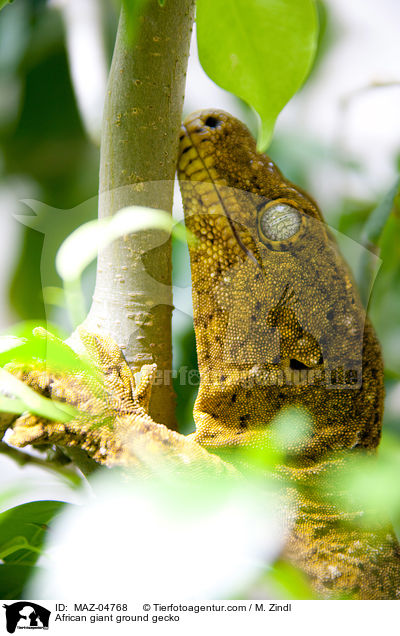 Sandgecko / MAZ-04768