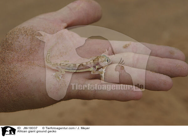 Sandgecko / African giant ground gecko / JM-18037