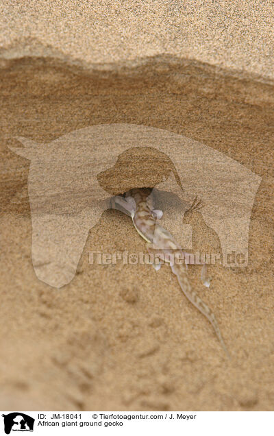 Sandgecko / African giant ground gecko / JM-18041