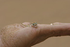 African giant ground gecko