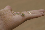 African giant ground gecko