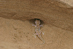 African giant ground gecko