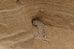 African giant ground gecko