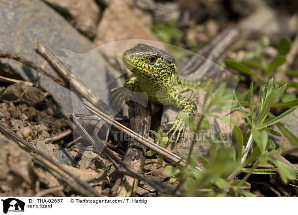 Zauneidechse / sand lizard / THA-02657