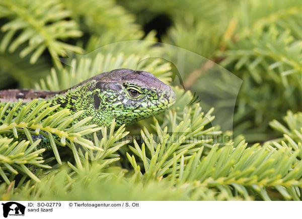 Zauneidechse / sand lizard / SO-02779