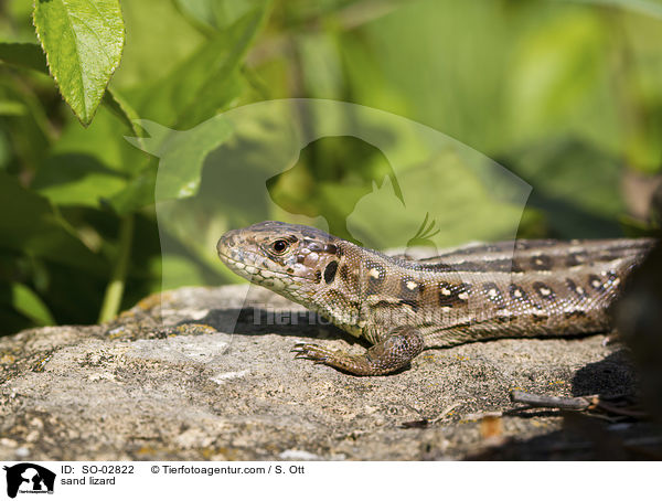 Zauneidechse / sand lizard / SO-02822