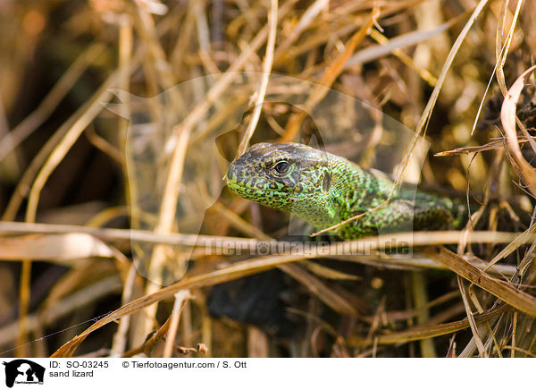 Zauneidechse / sand lizard / SO-03245
