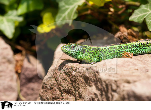 Zauneidechse / sand lizard / SO-03429