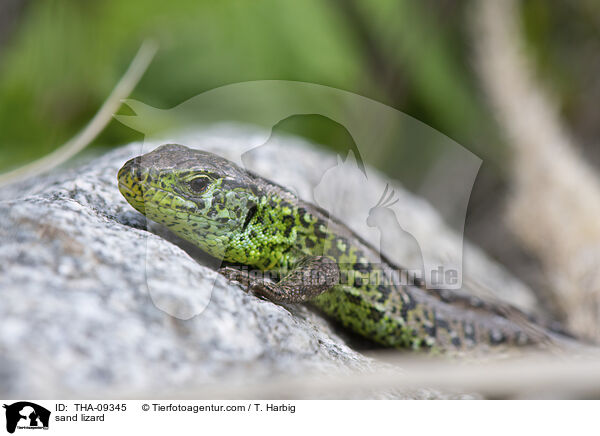 Zauneidechse / sand lizard / THA-09345