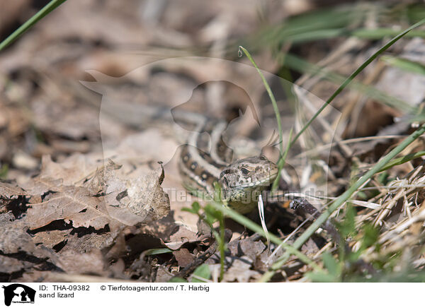 Zauneidechse / sand lizard / THA-09382