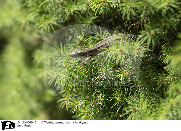 Zauneidechse / sand lizard / AH-06045