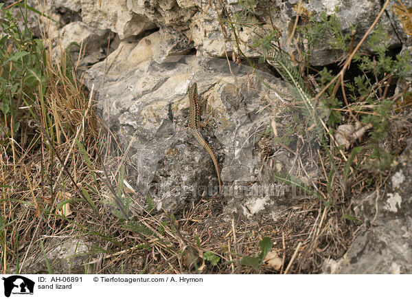 Zauneidechse / sand lizard / AH-06891