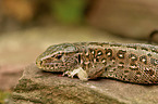 brown sand lizard