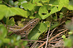 brown sand lizard