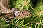 brown sand lizard