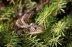 brown sand lizard