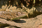 brown sand lizard