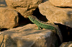 green sand lizard