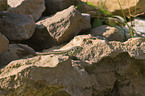 brown sand lizard