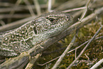 sand lizard