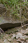 sand lizard