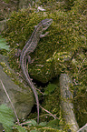 sand lizard