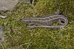 sand lizard