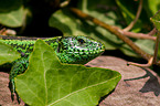 sand lizard