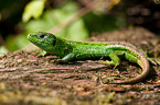 sand lizard