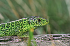 sand lizard