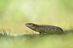 sand lizard