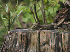 Sand Lizard
