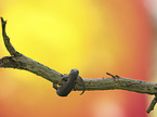Sand Lizard