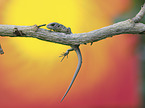 Sand Lizard