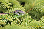 sand lizard