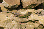 sand lizard