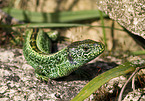 sand lizard