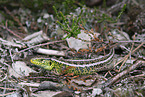 sand lizard
