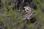 sand lizard